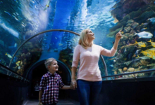 Family Day Out in Kuala Lumpur: Discovering Aquaria KLCC