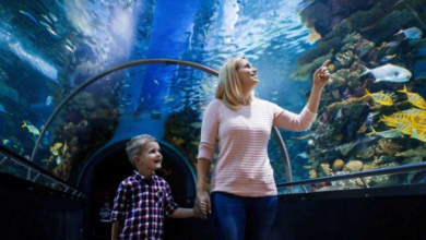 Family Day Out in Kuala Lumpur: Discovering Aquaria KLCC