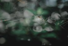 contact numbers for golf